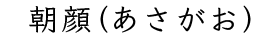 朝顔