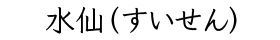 水仙